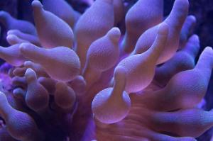 Green Bubble Tip Anemone Thumbnail