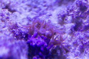 Pink Star Polyps Thumbnail