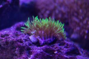 Starburst Polyp Thumbnail