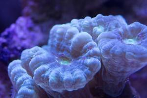 Candy Cane Coral Thumbnail