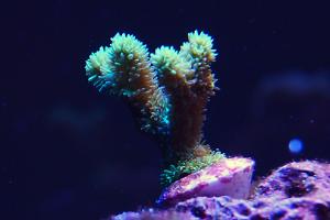 Horn Coral Thumbnail