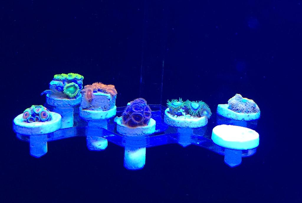 Geo's Reef Frag Rack