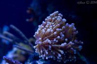 Gold Torch Coral Thumbnail