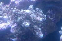 Humilis Acropora Coral Thumbnail