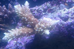 Staghorn Acropora Coral Fiji Thumbnail