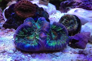 Wellsyphyllia Folded Brain Coral