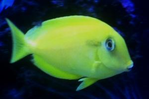 Orangeshoulder Tang Thumbnail