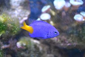 Yellowtail Damselfish Thumbnail