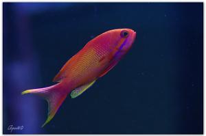 Lyretail Anthias Thumbnail