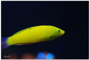 Yellow Wrasse Thumbnail