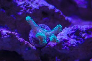 Birdsnest Coral Thumbnail