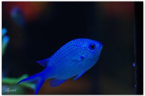 Blue/Green Reef Chromis Thumbnail