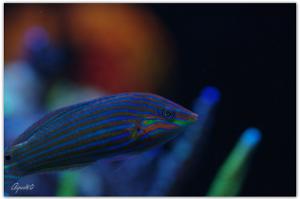 Hoeven's Wrasse Thumbnail