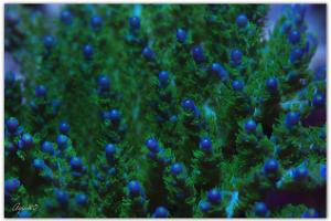 Acropora Desalwii Thumbnail