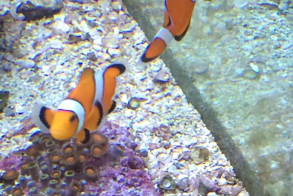 Ocellaris Clownfish