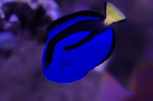 Blue Tang Thumbnail