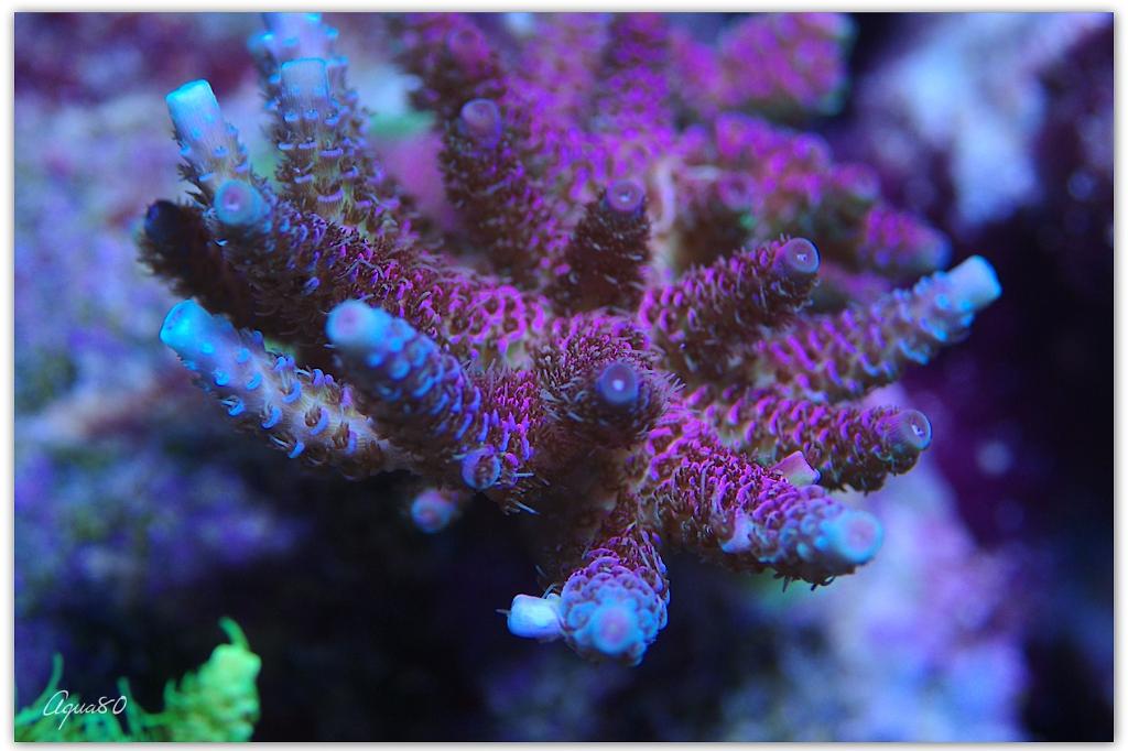 Acropora millepora / Acropora millepora 493