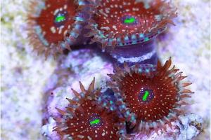 Agaves polyps Thumbnail