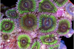 Zoanthid reverse pink hippo Thumbnail