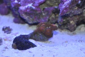 Zooanthids growing on a live snail