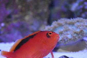 Flame Hawkfish