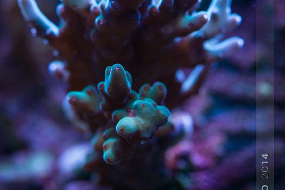 Acropora Loripes / Acropora loripes 27