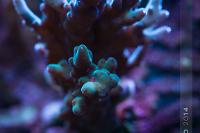 Acropora Loripes Thumbnail