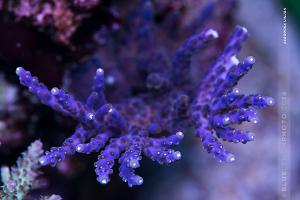 Acropora Valida