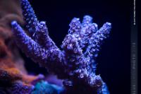 Black Mamba Acropora Thumbnail