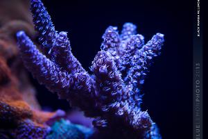 Black Mamba Acropora