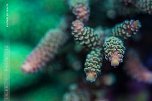 Acropora Spathulata