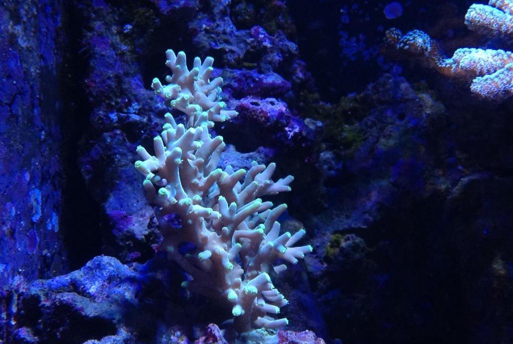 acropora caroliniana