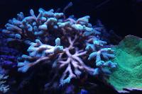 Birdsnest Coral