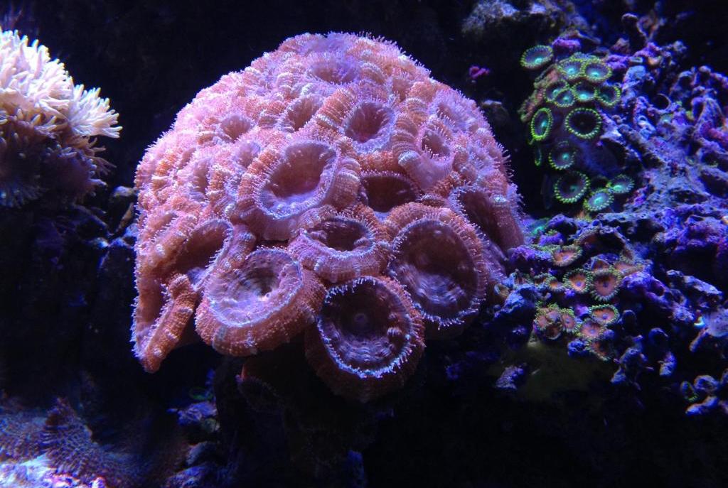 Acan