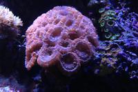 Acan