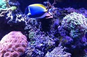 Powder Blue Tang