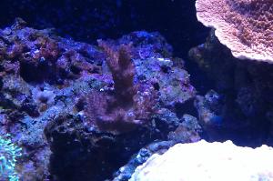 Acropora Aculeus Thumbnail