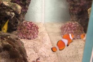 Ocellaris Clownfish Thumbnail