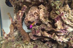 Bicolor Dottyback Thumbnail