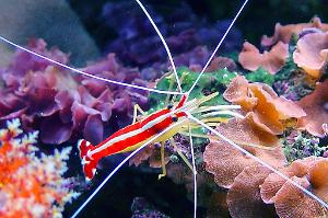 Red Line Cleaner Shrimp Thumbnail