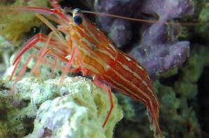 Peppermint Shrimp Thumbnail