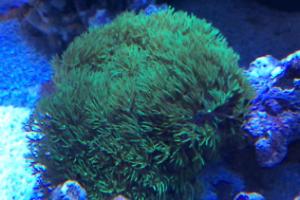 Purple Star Polyps Thumbnail