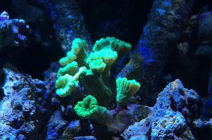 Candy Cane Coral Thumbnail