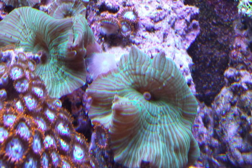 Green Striped Mushroom / Actinodiscus sp Green Striped Mushroom 82