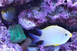 Lemon Chromis Thumbnail