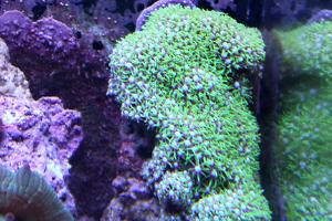 Starburst Polyp Thumbnail