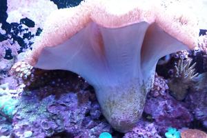 Green Toadstool Mushroom Leather Coral Thumbnail