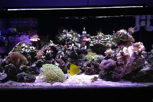 40 Breeder Reef Thumbnail