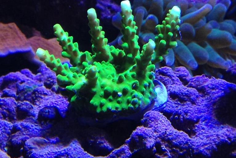 Green Acropora Coral