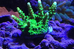 Green Acropora Coral